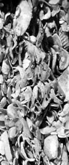 Coquina deposit