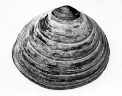 bivalve Mollusc