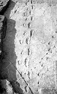 Laetoli footsteps